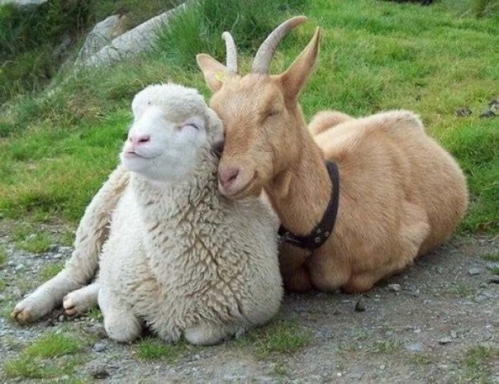 pecora e capra