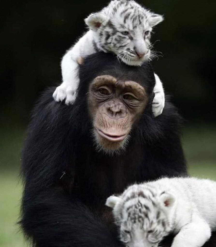 scimpanzè con i felini