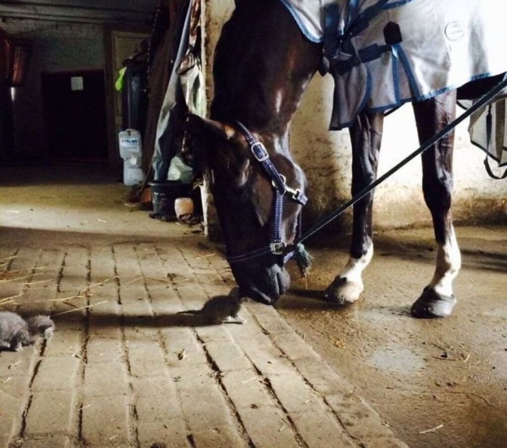 cavallo e gattini