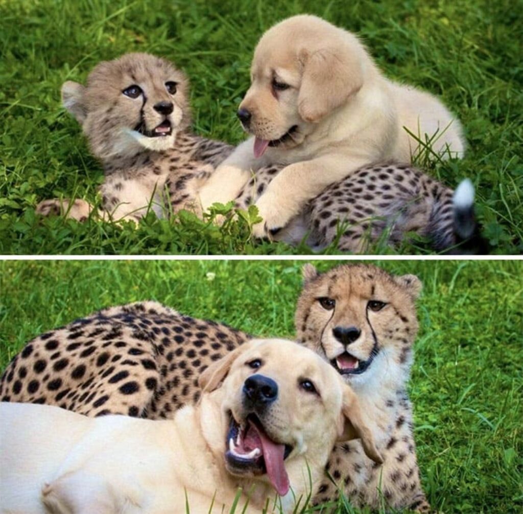 cane e ghepardo