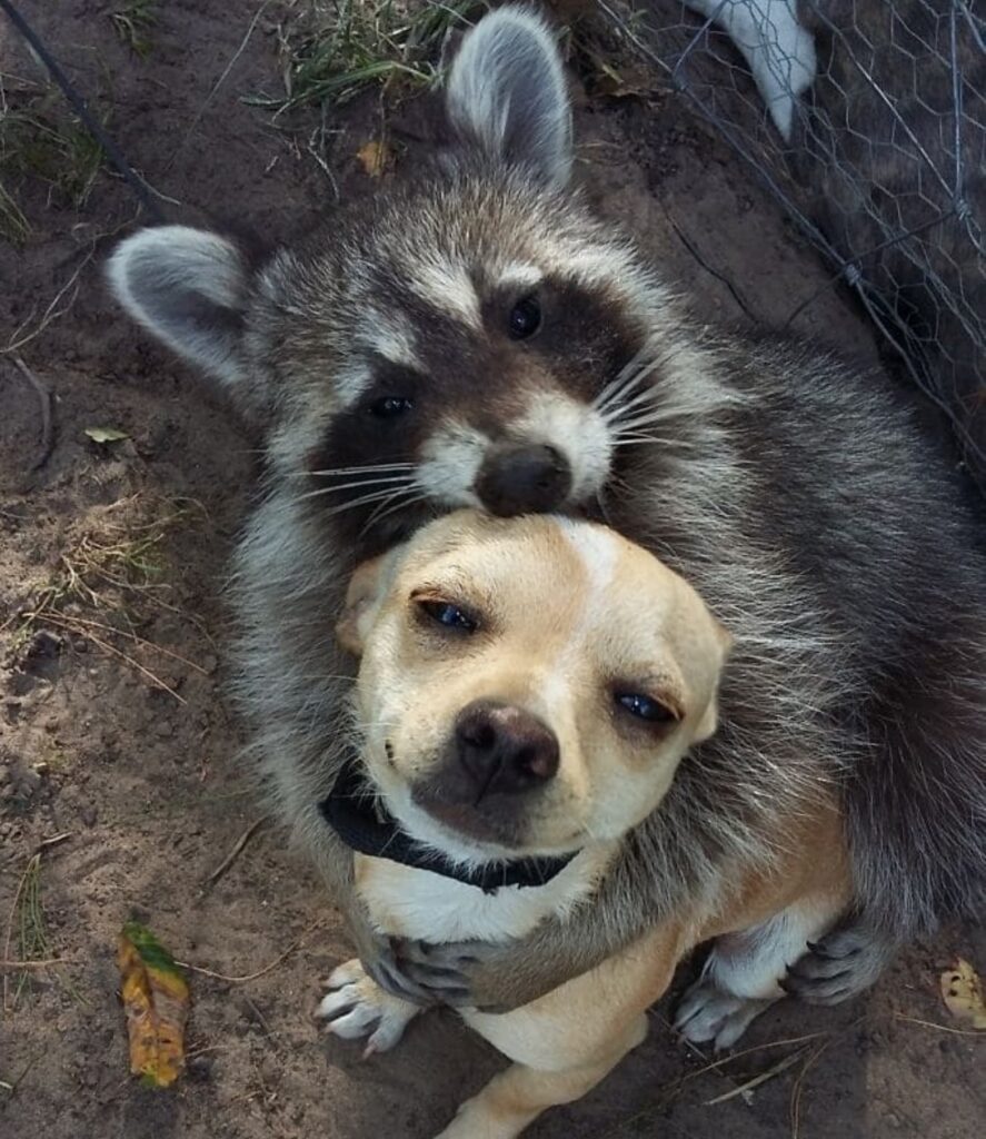 procione e cucciolo