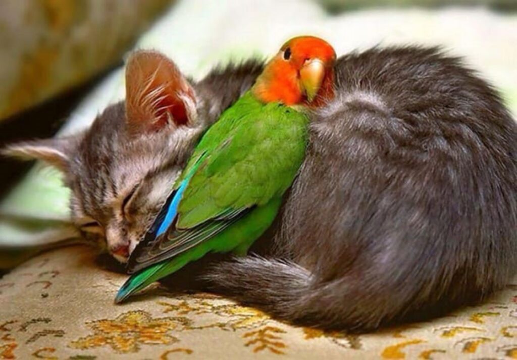 gatto e pappagallo