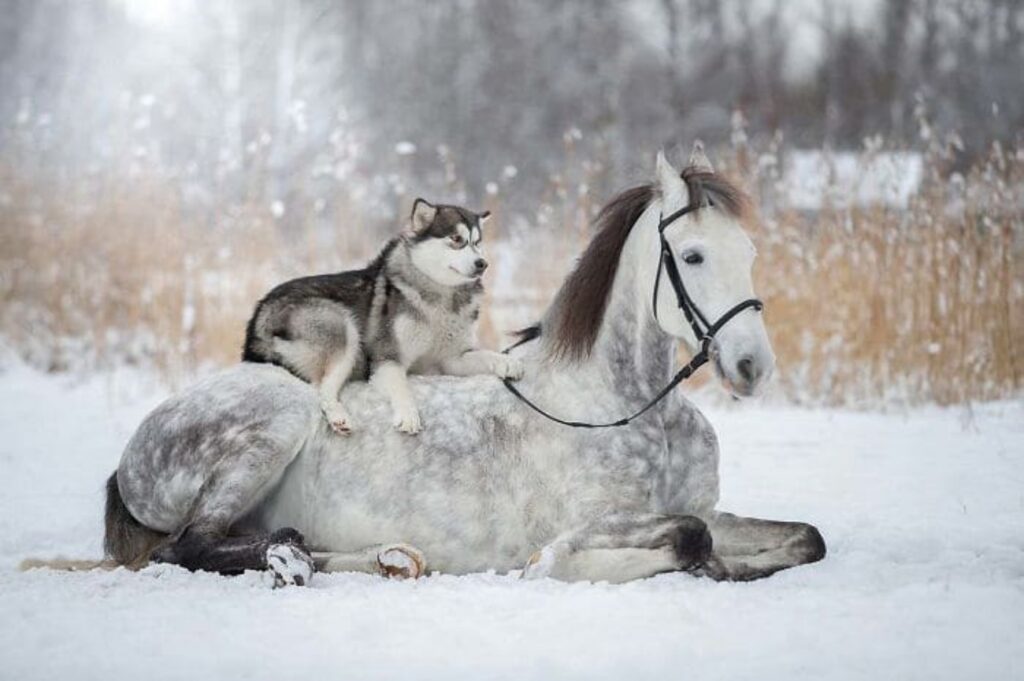 cane e cavallo