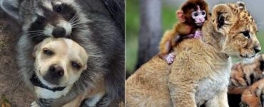 30 foto di animali