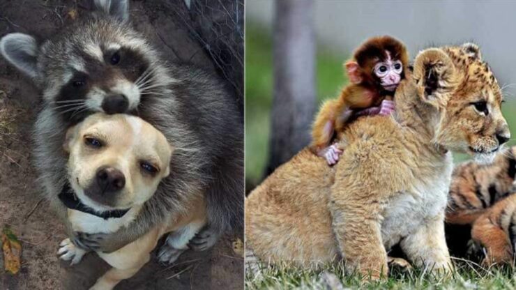 30 foto di animali