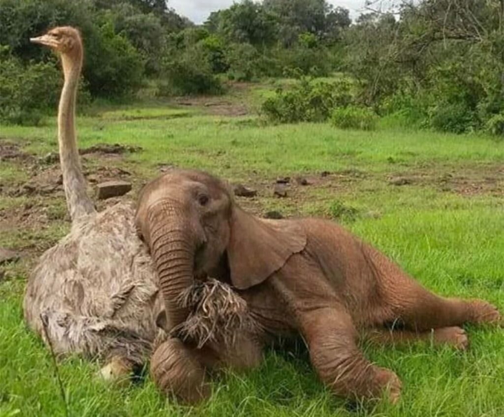 struzzo e elefante