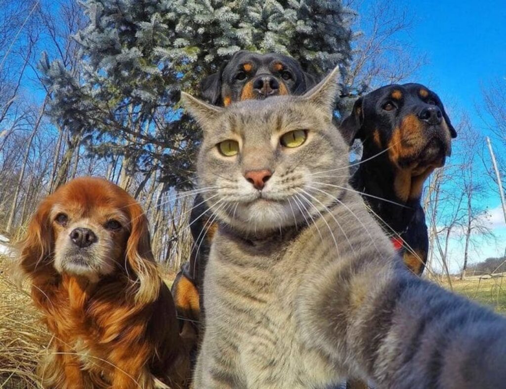 selfie tra amici animali