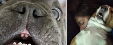 cani espressioni facciali catturano attenzione