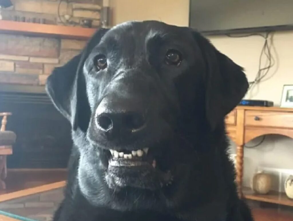 cane labrador sorriso accennato