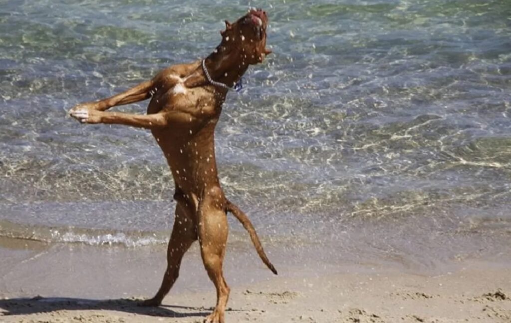 cane salta con spiaggia alle spalle