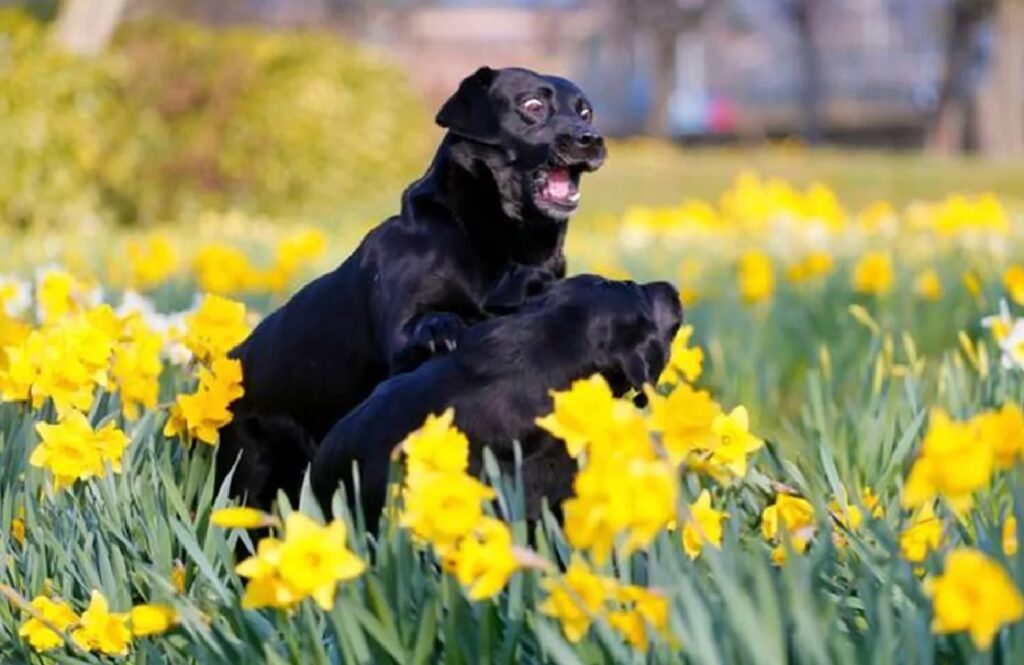 cane con fiori gialli