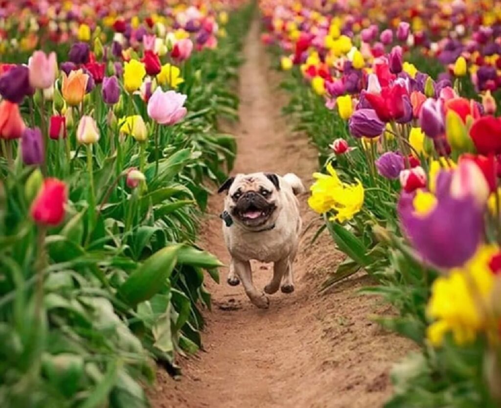 carlino corre con fiori ai lati