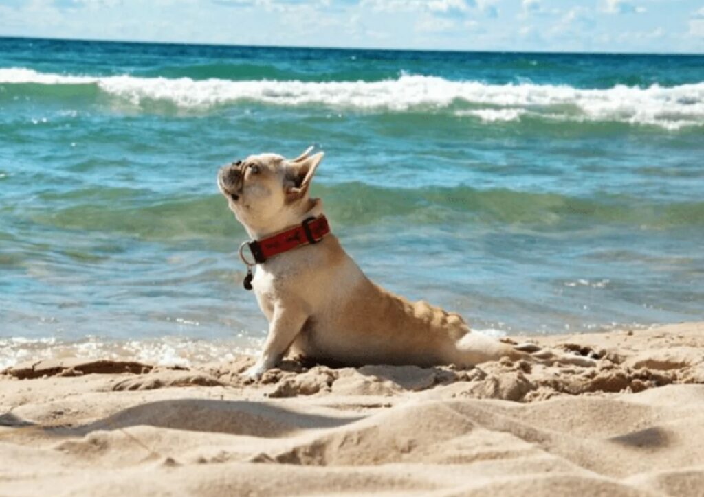 cane bulldog stretching spiaggia