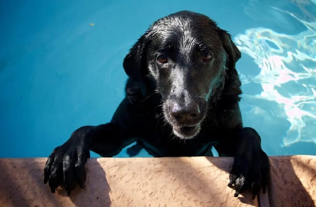 cane a bordo piscina