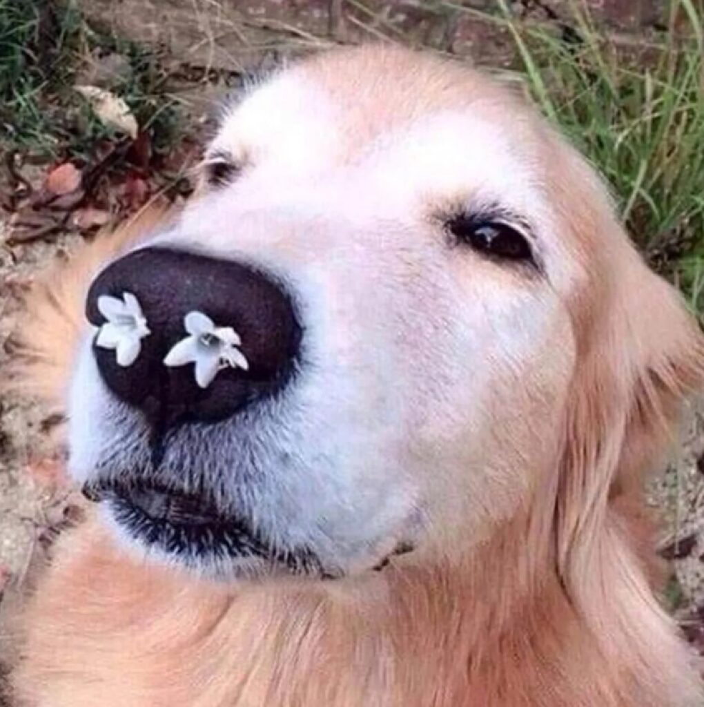 cane fiori nelle narici