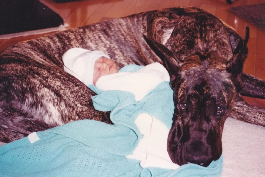 cane grande vicino neonato