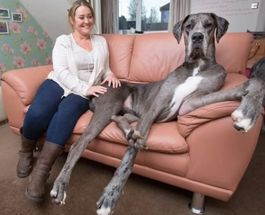 cane pelo grigio e bianco