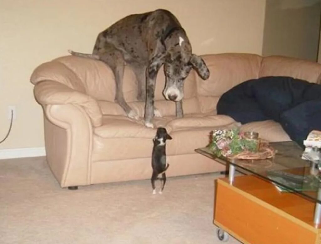 cane si rifugia sul divano