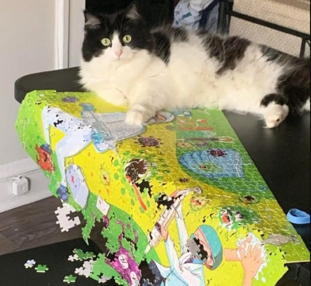 gatto rovescia puzzle