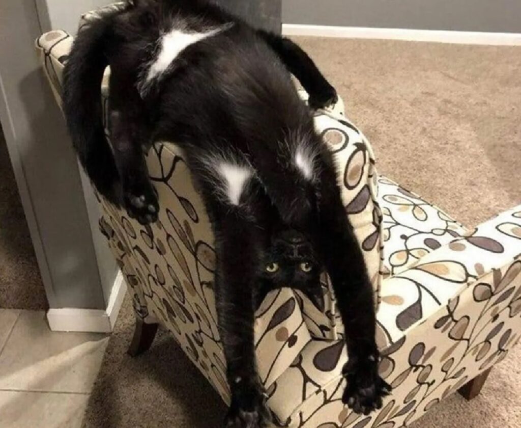 gatto posizione comoda