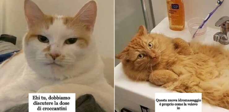 tutti i proprietari sanno cosa fa il gatto di strano