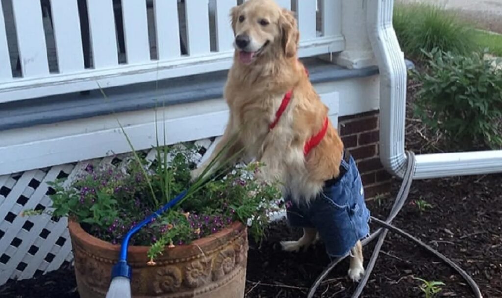cane opera di giardinaggio