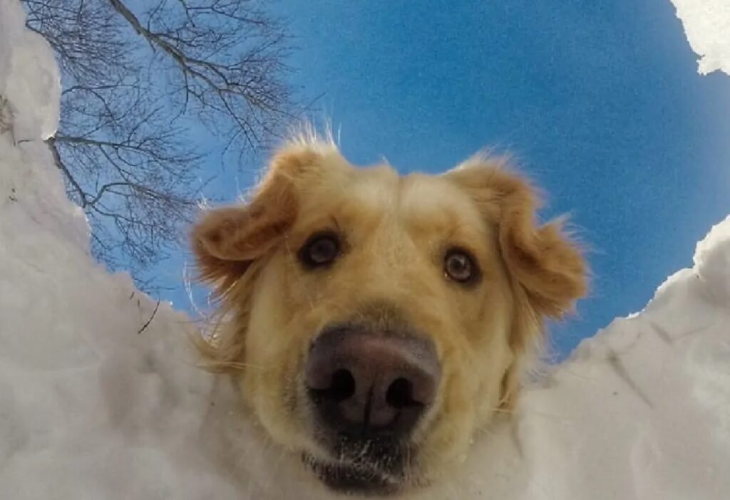 cane buco nella neve
