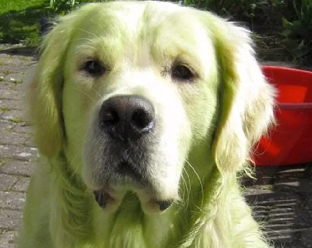 cane si colora di verde