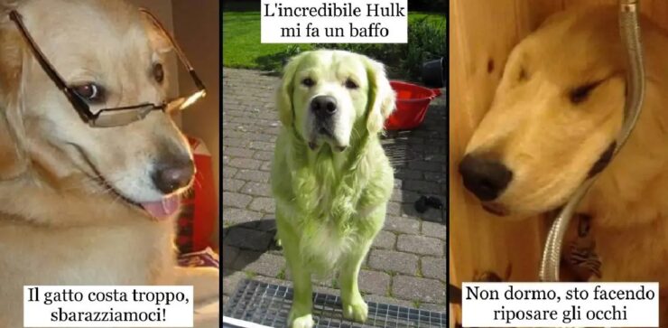 foto dimostrano con significhi avere un cane