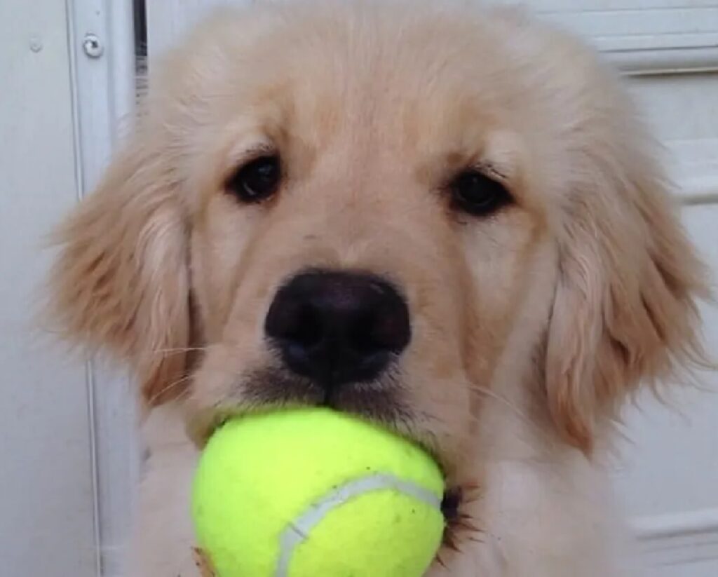 cane con palla tennis in bocca
