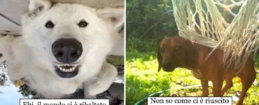 cani che devono farsi notare