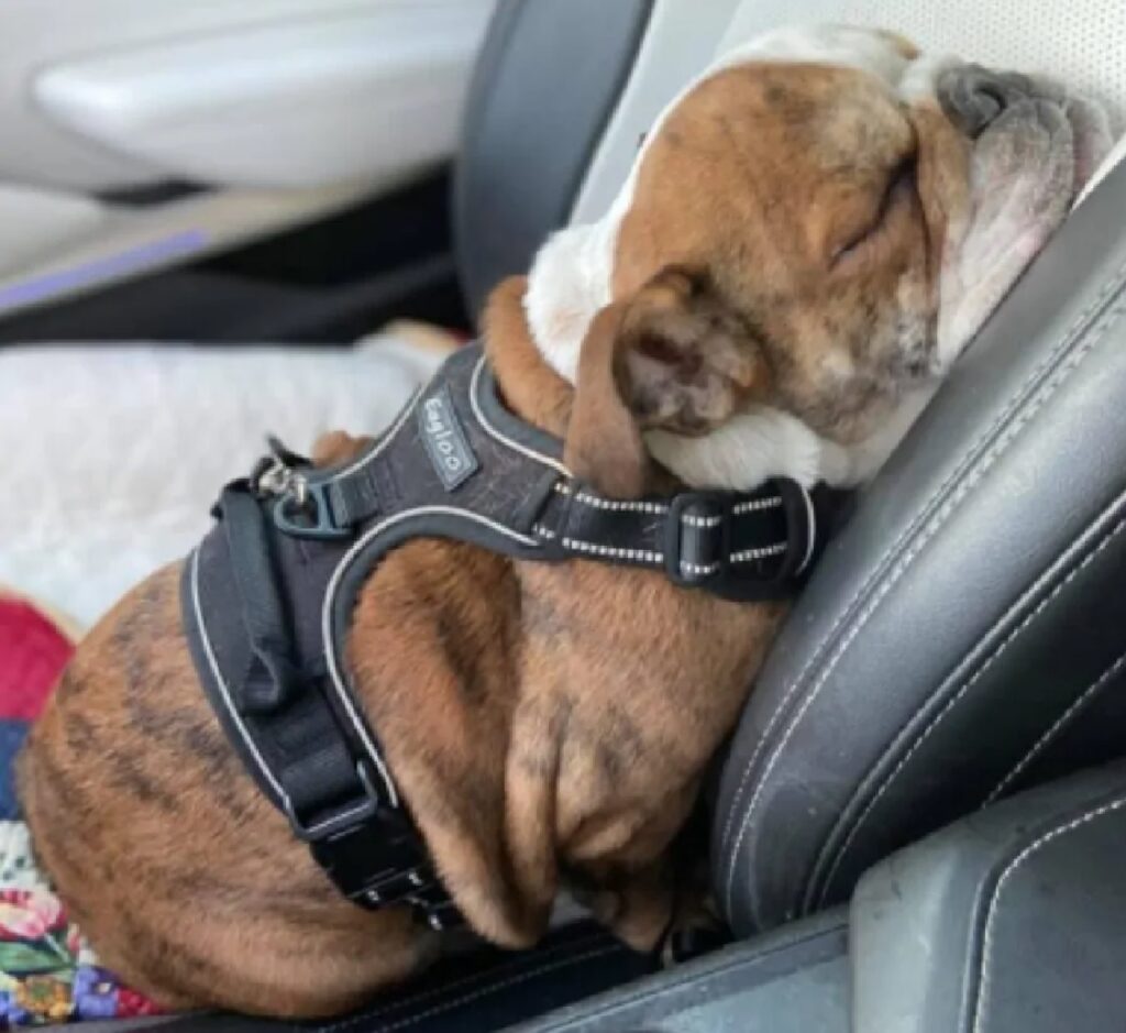 cane dorme sul sedile auto