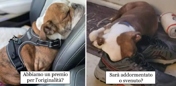 cani che hanno la capacità di dormire