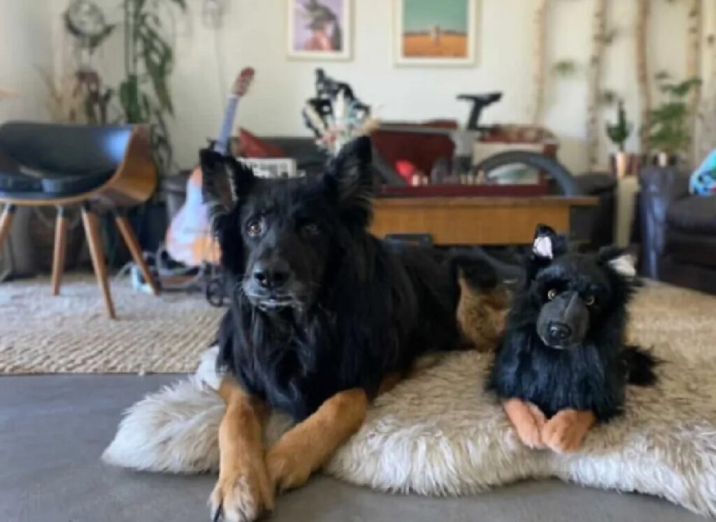 due cani neri con zampe marroni