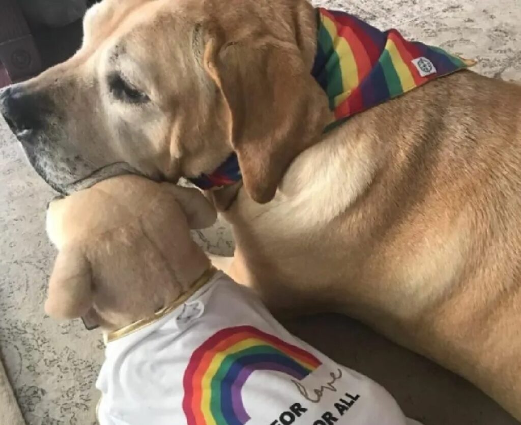 cane con bandana arcobaleno