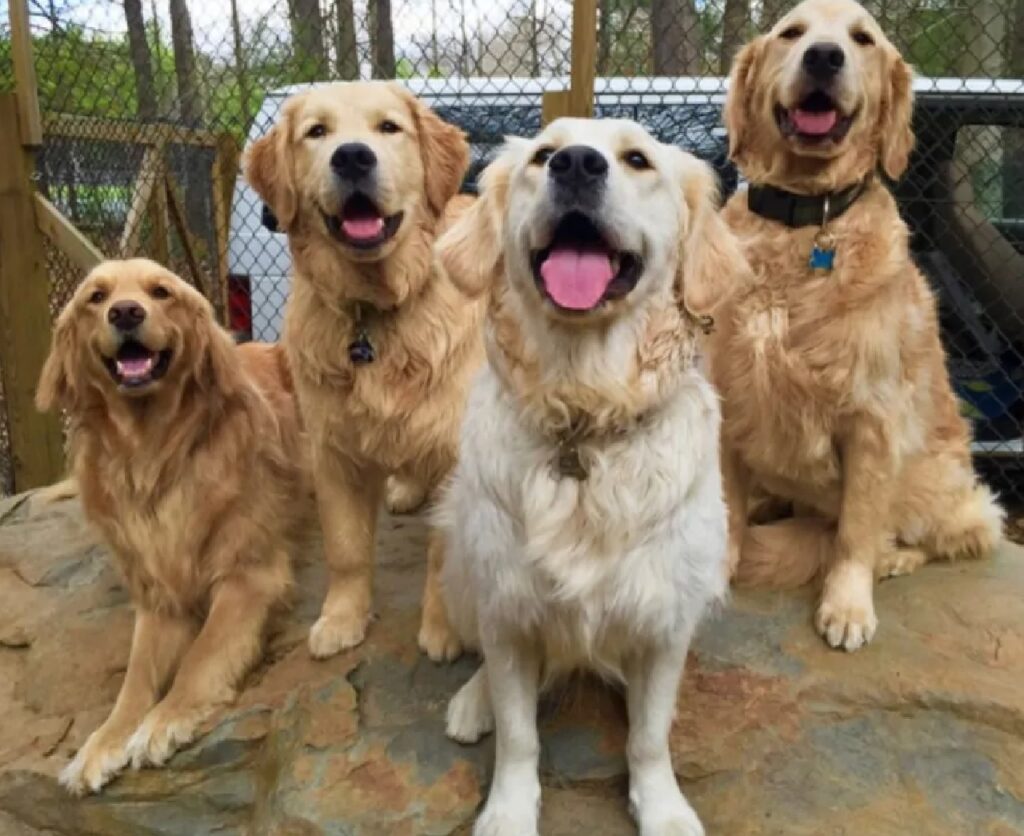 4 golden retriever collare