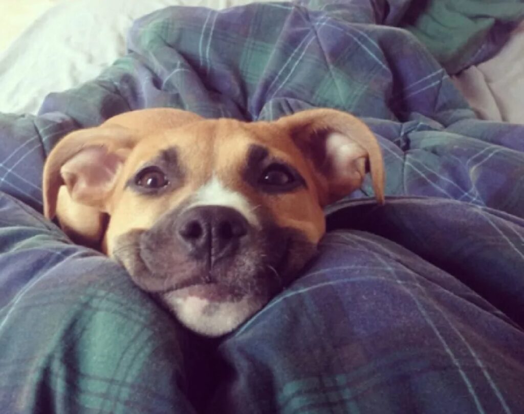 cane sorriso del mattino