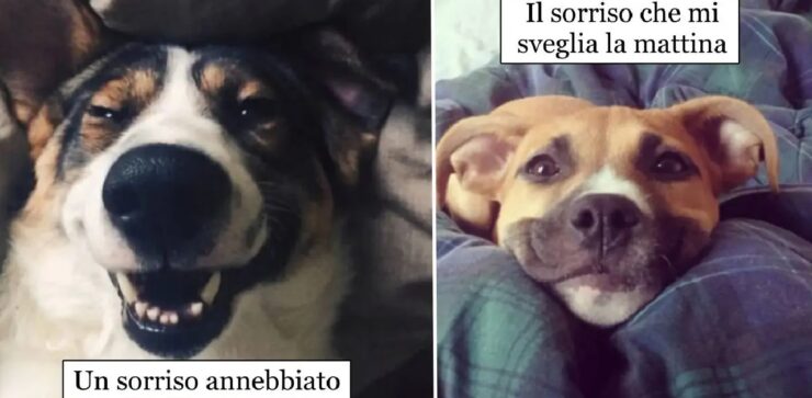 cani che cambiano il mondo col sorriso