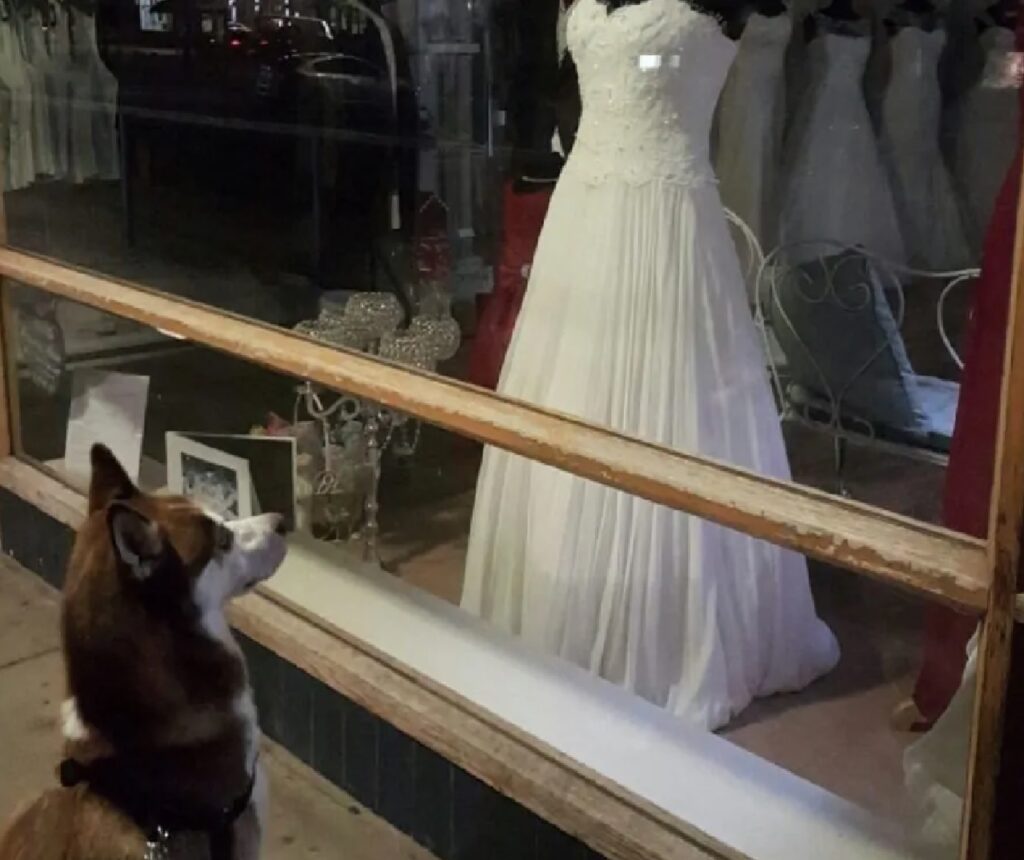 cane vuole vestito sposa