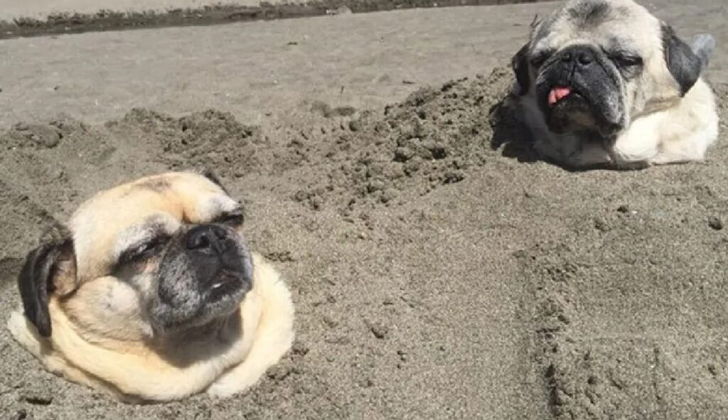 cani sotterrati sabbia