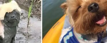 cani che possono dirci cosa sia il divertimento