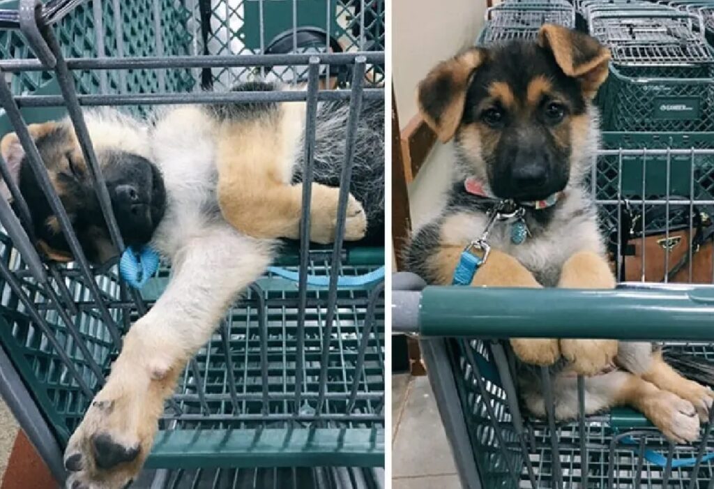 cane dentro carrello