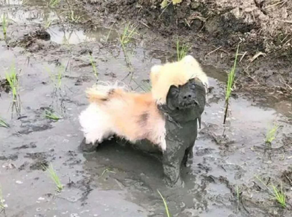 cane per metà sporco di fango