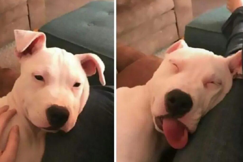 cane riposa con lingua di fuori