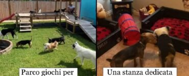 cani che ricevono meravigliosi doni