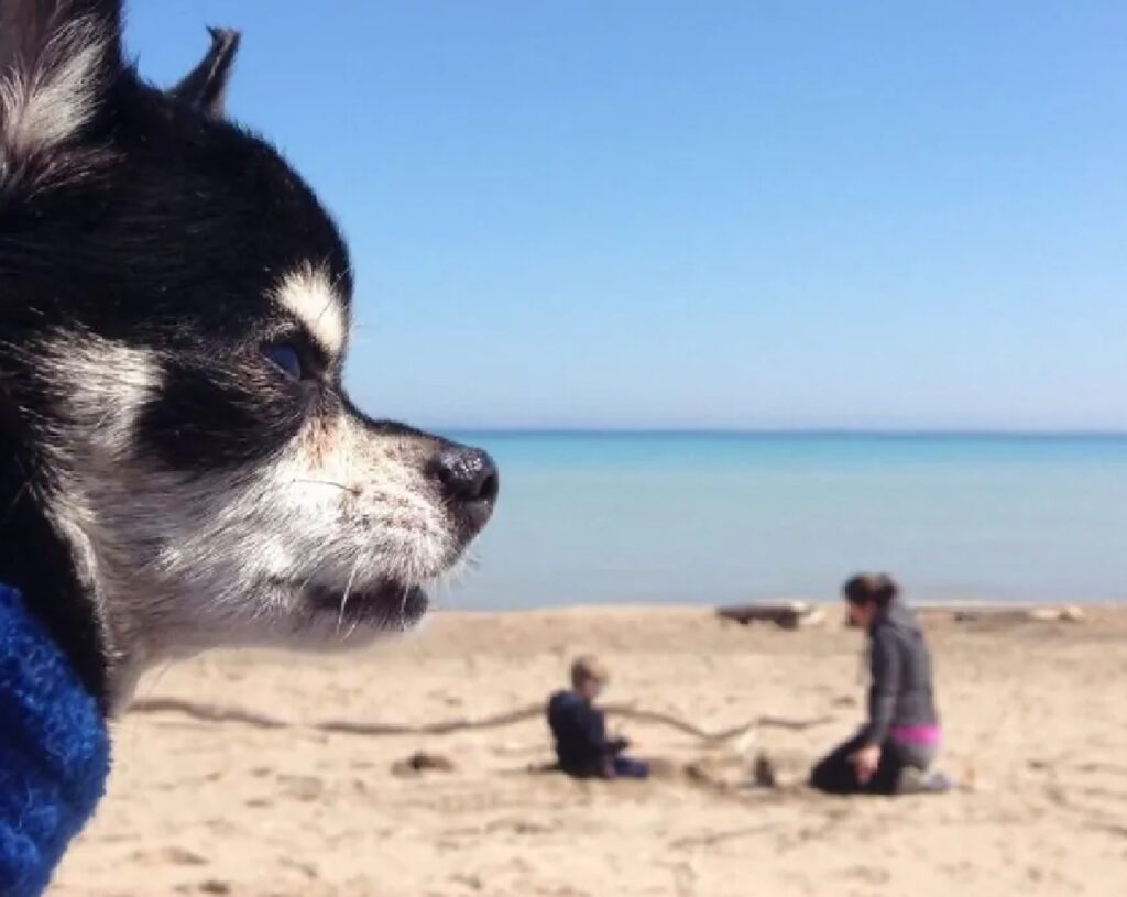 cane muso spiaggia in profondità