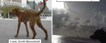 gatti che sembrano usciti da creazioni fantascienza