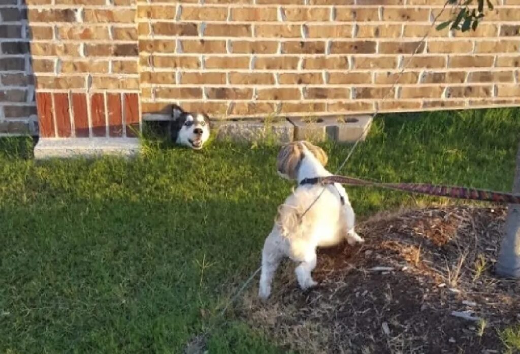 cane sbuca da muro