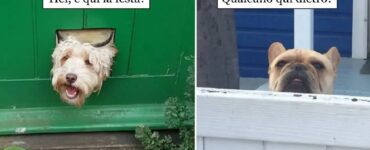 cani che volevano solo salutare