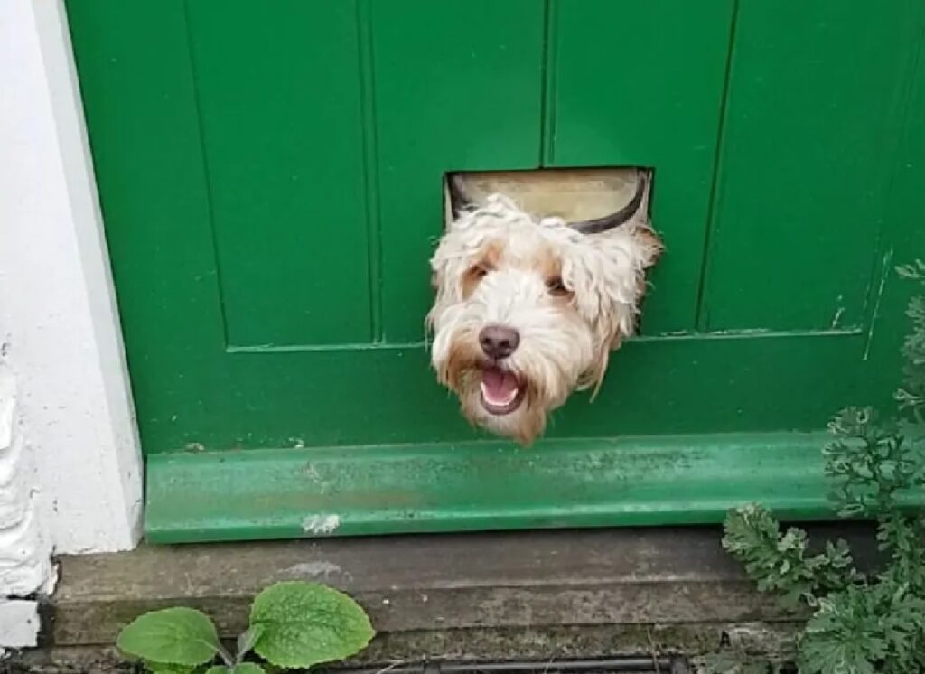 cane bianco porta verde